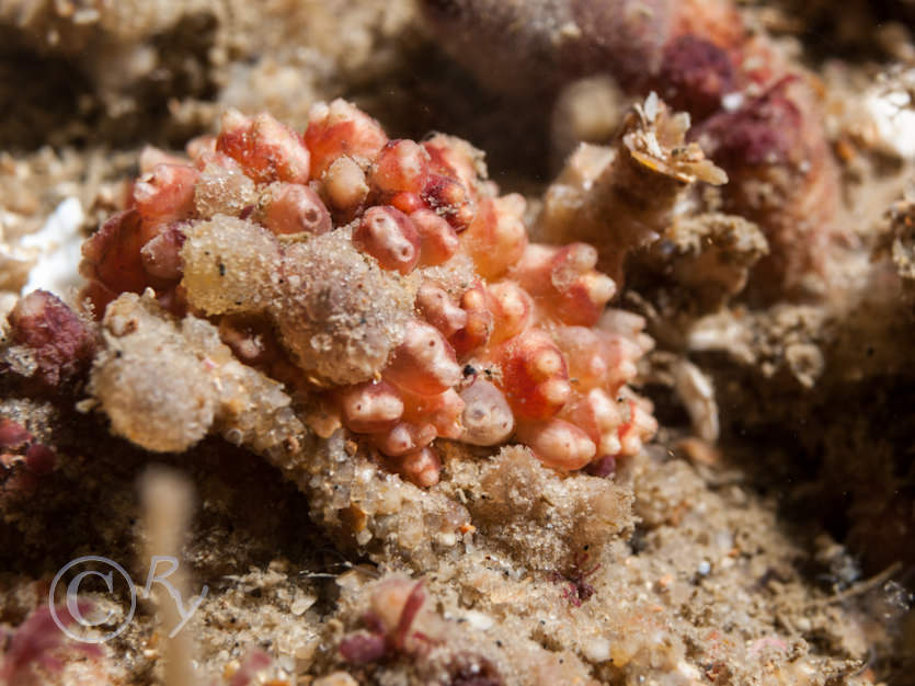 Stoionica socialis -- orange sea squirt