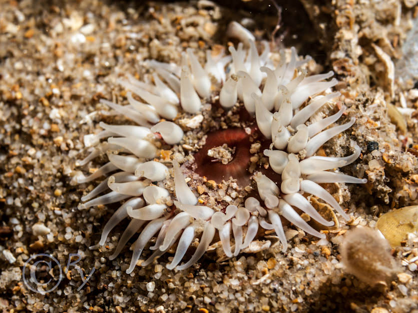 Urticina felina -- dahlia anemone