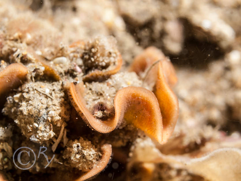 Pentapora foliacea -- potato crisp bryozoan