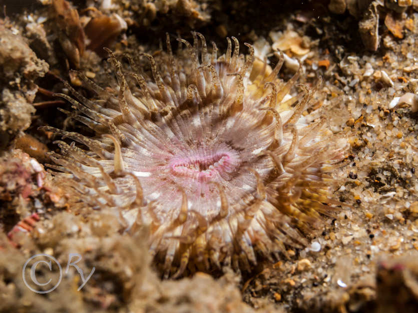 Cereus pedunculatus -- daisy anemone