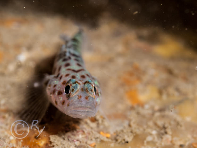 Thorogobius ephippiatus -- leopard-spotted goby