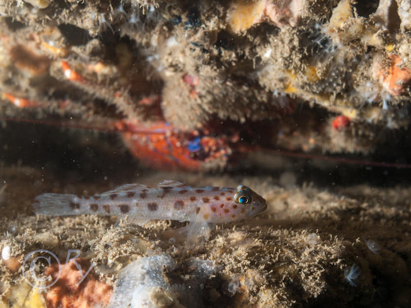 Galathea strigosa -- spiny squat lobster, Sarcodictyon catenatum, Thorogobius ephippiatus -- leopard-spotted goby