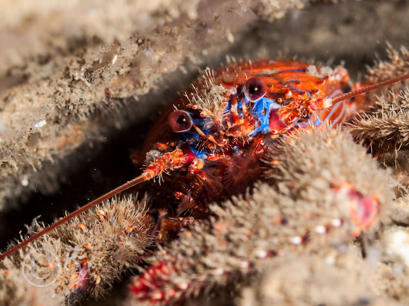 Galathea strigosa -- spiny squat lobster