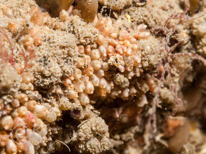 Dendrodoa grossularia -- baked bean sea squirt