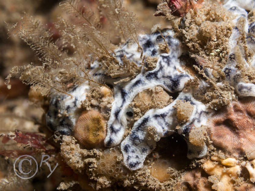 Didemnum maculosum