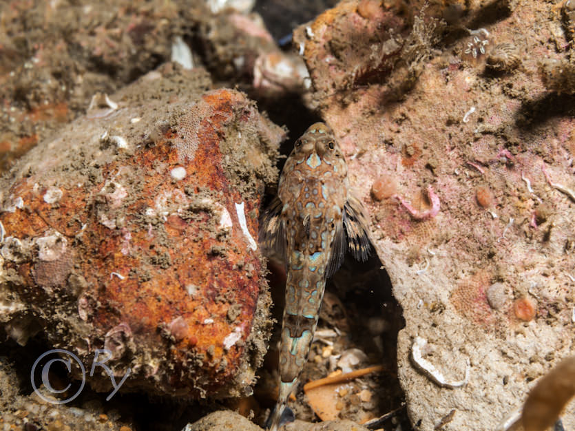 Callionymus reticulata -- reticulated dragonet