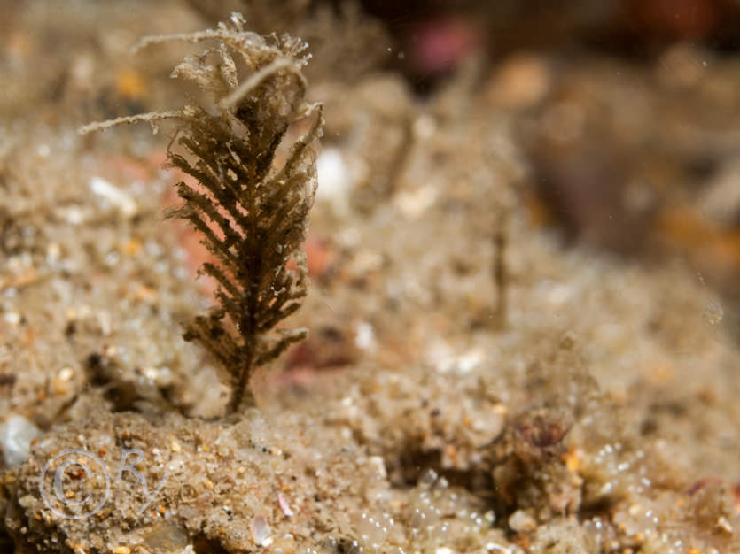 Halecium halecinum -- herringbone hydroid