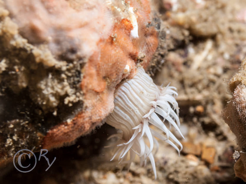 Actinothoe sphyrodeta -- white striped anemone