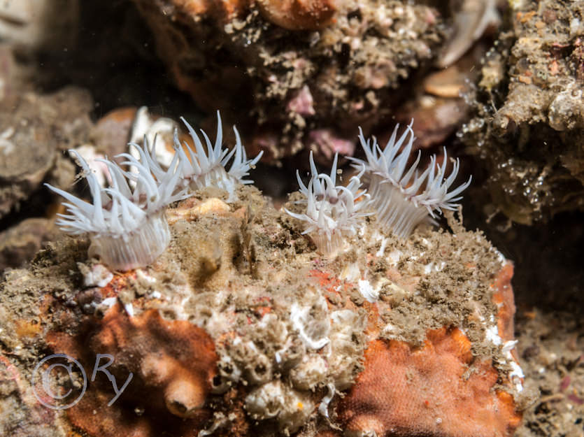 Actinothoe sphyrodeta -- white striped anemone