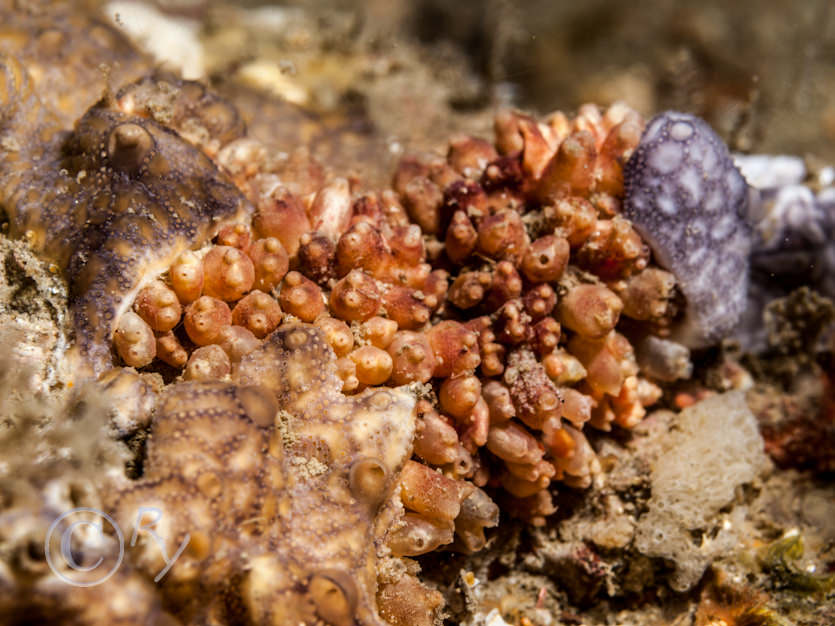 Didemnum maculosum, Distomus variolosus -- lesser gooseberry sea squirt