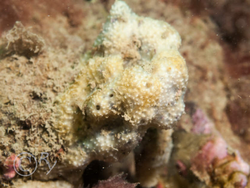 Dysidea fragilis -- goosebump sponge