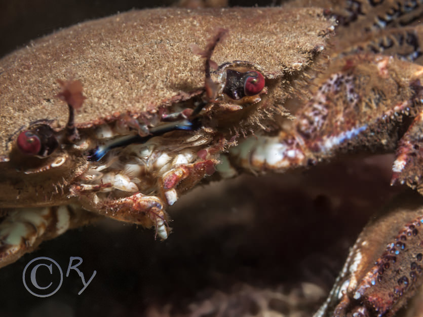 Necora puber -- velvet swimming crab  fiddler crab