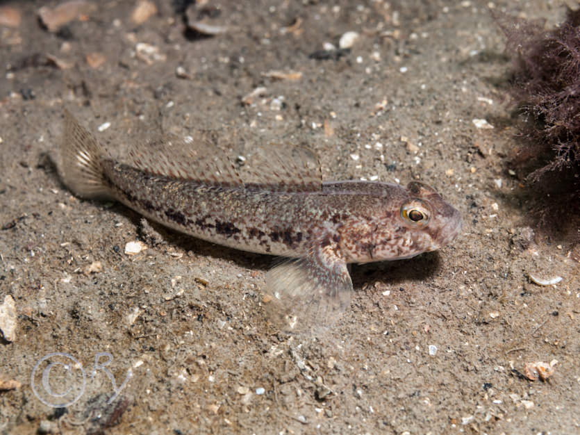 Gobius niger -- black goby