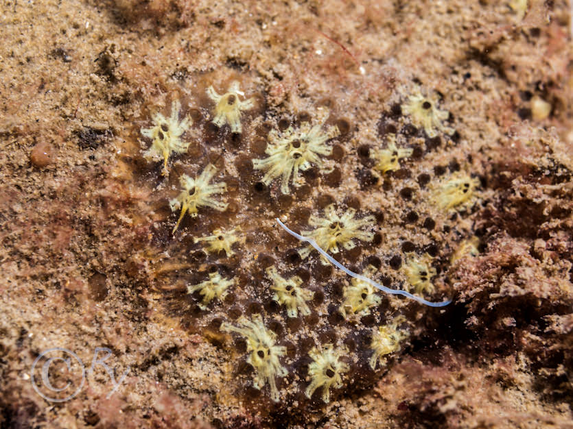 Botryllus schlosseii -- star sea squirt