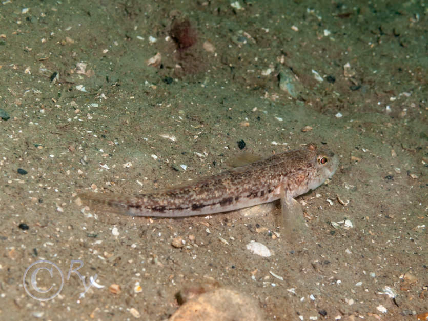 Gobius niger -- black goby