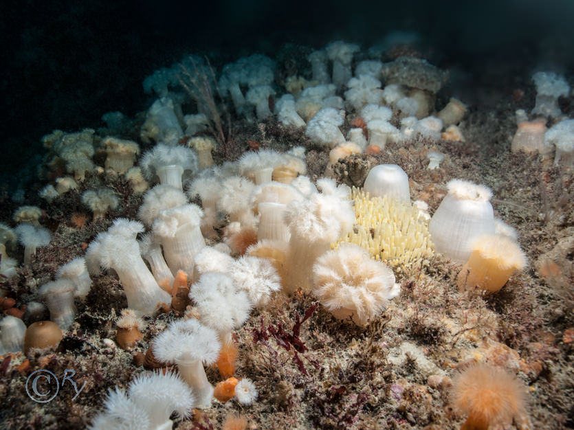 Metridium senile -- plumose anemone