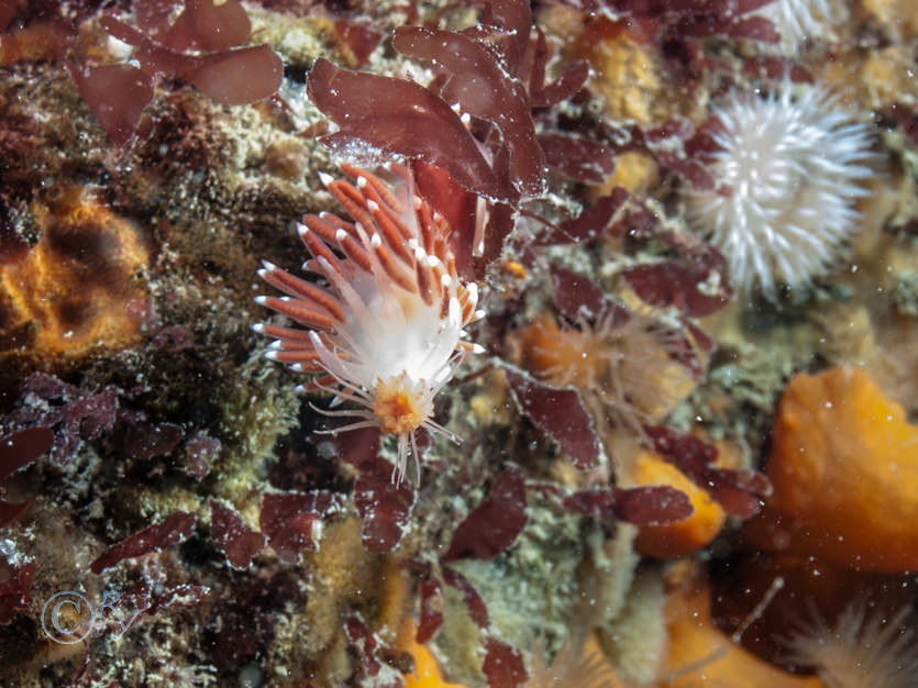 Coryphella browni -- Scarlet lady, Tubularia indivisa -- oaten pipe hydroid