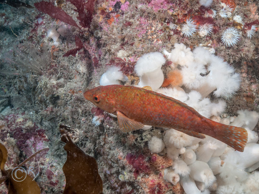 Labrus bergylta -- ballan wrasse, Metridium senile -- plumose anemone