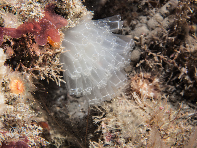 Diazona violacea -- football sea squirt