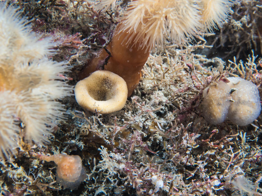 Axinella infundibuliformis, Cellaria spp