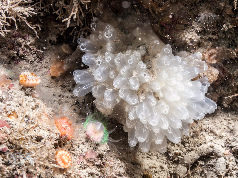 Caryophyllia smithii -- Devonshire cup-coral, Diazona violacea -- football sea squirt