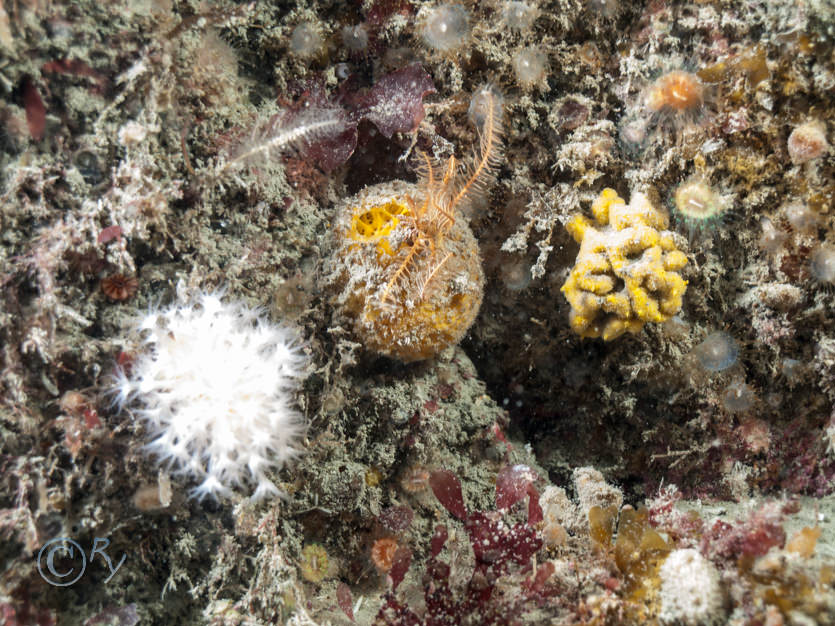 Antedon bifida -- common feather star, Axinella damicornis, Tethya citrina  -- golf ball sponge