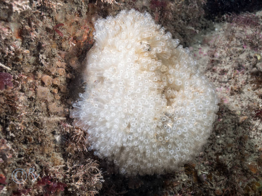 Diazona violacea -- football sea squirt