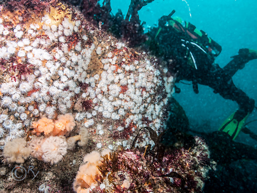 Metridium senile -- plumose anemone, Sagartia elegans -- elegant anemone