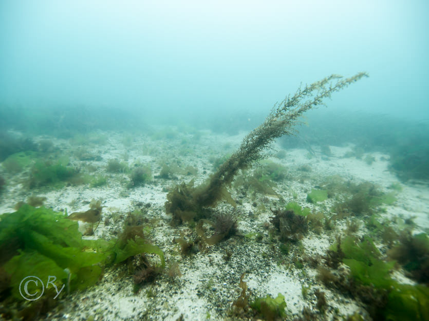 Sargassum muticum -- japweed, Ulva lactuca -- sea lettuce