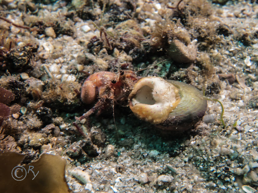 Adamsia carciniopados -- cloak anemone, Pagurus prideaux -- anemone hermit crab