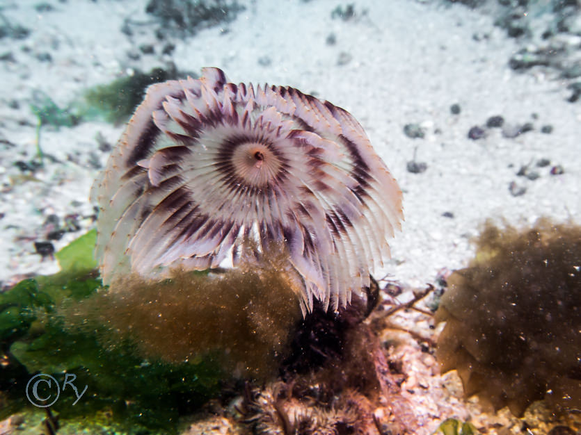 Sabella pavonina -- peacock worm