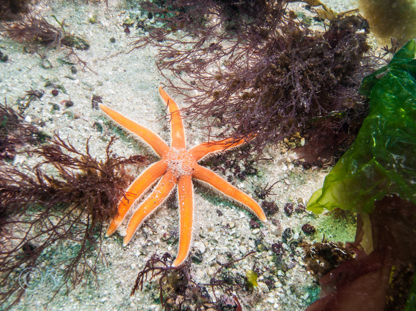 Luidia ciliaris -- seven armed starfish