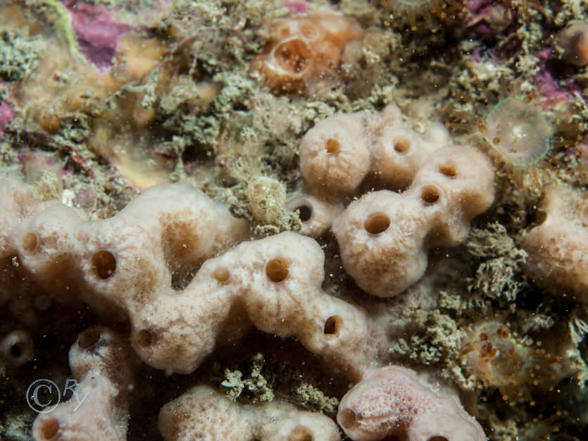 Haliclona viscosa -- volcano sponge