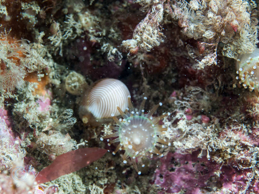 Corynactis viridis -- jewel anemone, Trivia arctica -- Arctic cowrie