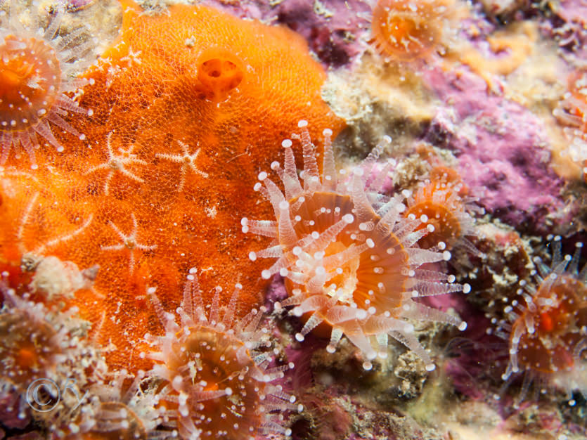 Amphipholis squamata ?, Corynactis viridis -- jewel anemone, Orange encrusting sponge