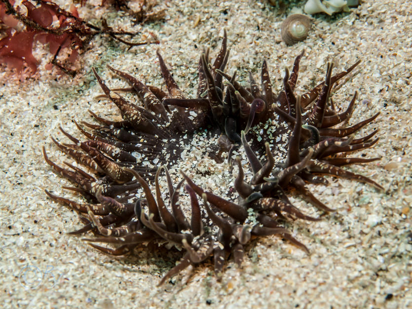 Anthopleura ballii -- red speckled anemone