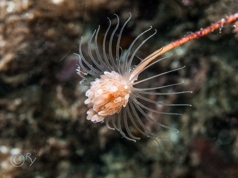 Tubularia indivisa -- oaten pipe hydroid