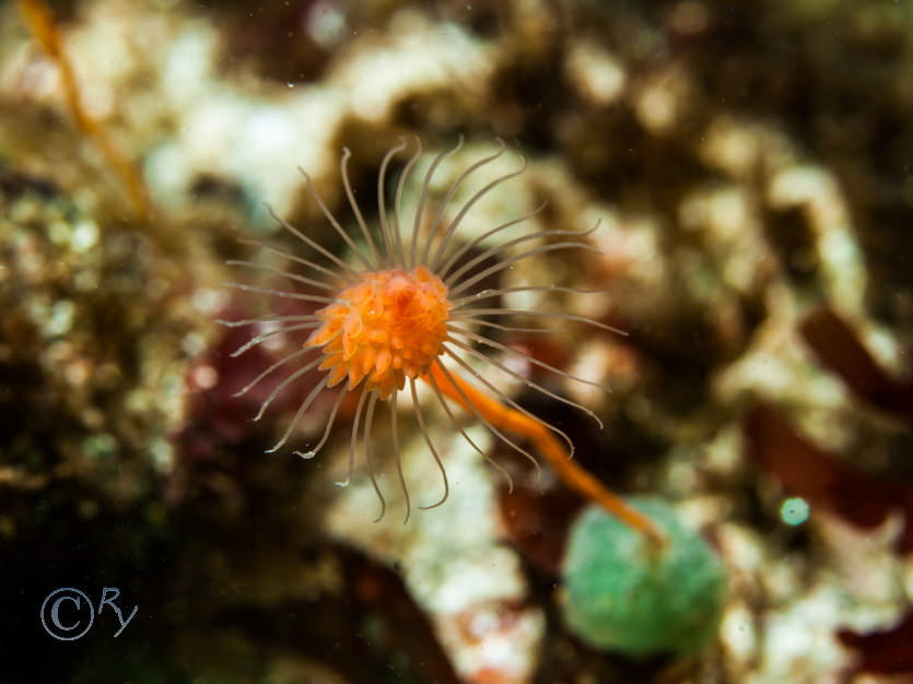 Polychaete egg mass, Tubularia indivisa -- oaten pipe hydroid