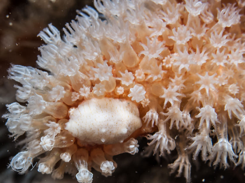 Alcyonium digitatum -- dead men's fingers, Simnia patula - Poached Egg Shell