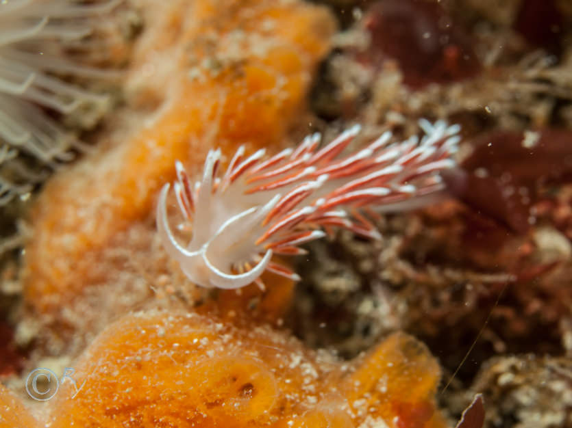 Coryphella lineata