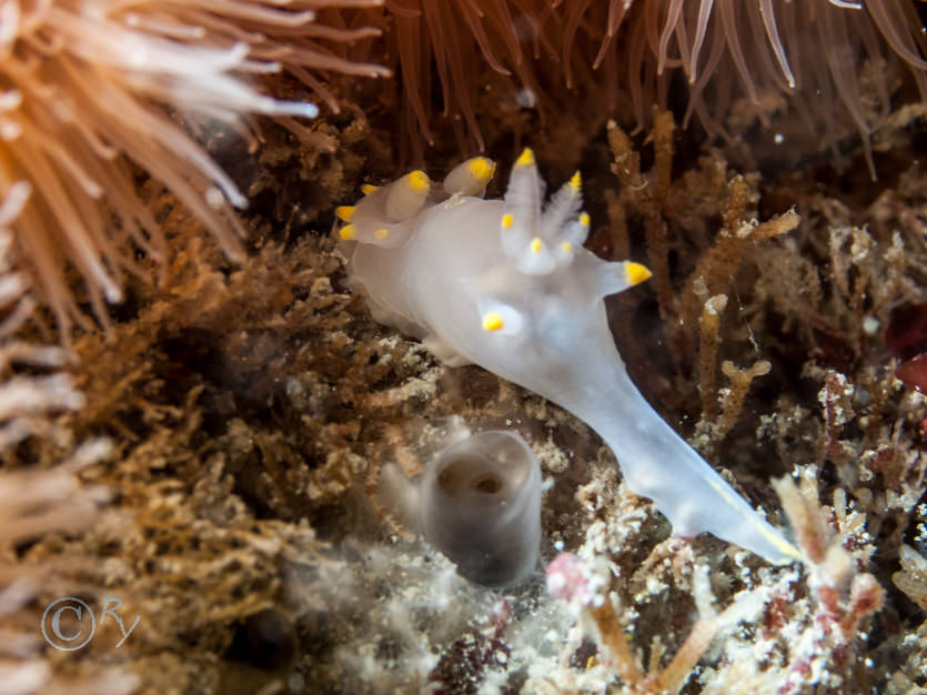 Polycera faeroensis