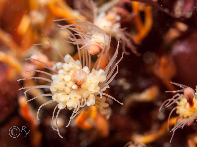 Tubularia indivisa -- oaten pipe hydroid