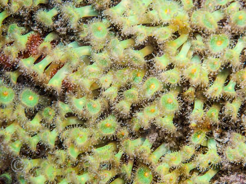 Corynactis viridis -- jewel anemone