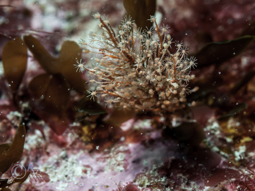  probably Garveia (though not really orange enough) or Bougainvillia, (mouth shape is a little cone rather than a dome).