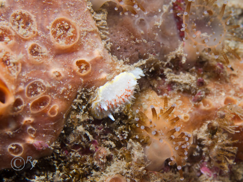 Diaphorodoris luteocincta -- fried egg sea slug