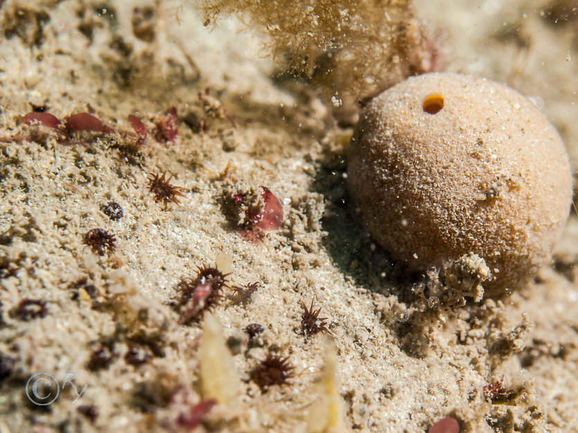 Isozoanthus sulcatus -- peppercorn anemone  ginger tiny, Suberites carnosus