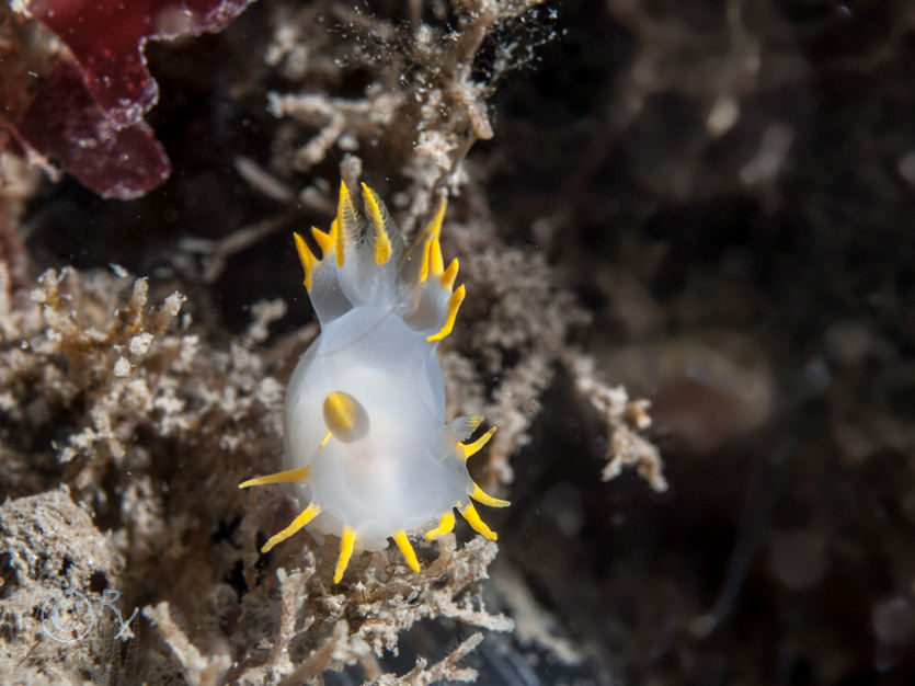 Polycera faeroensis