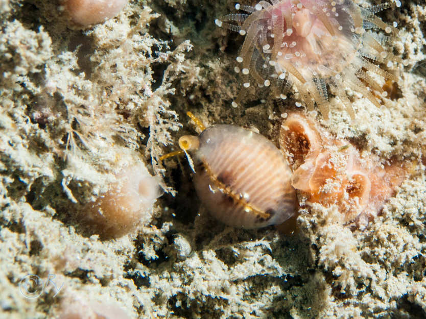 Trivia arctica -- Arctic cowrie