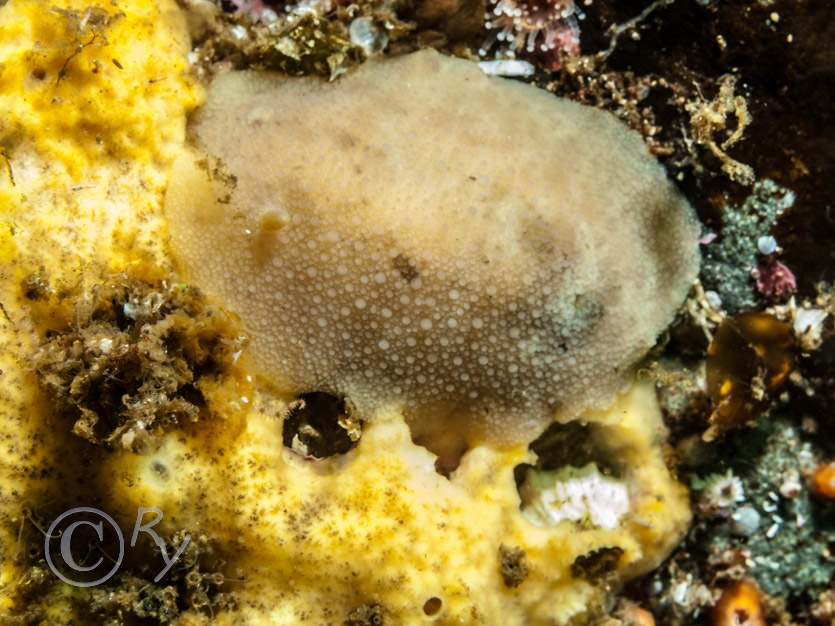 Archidoris pseudoargus -- sea lemon