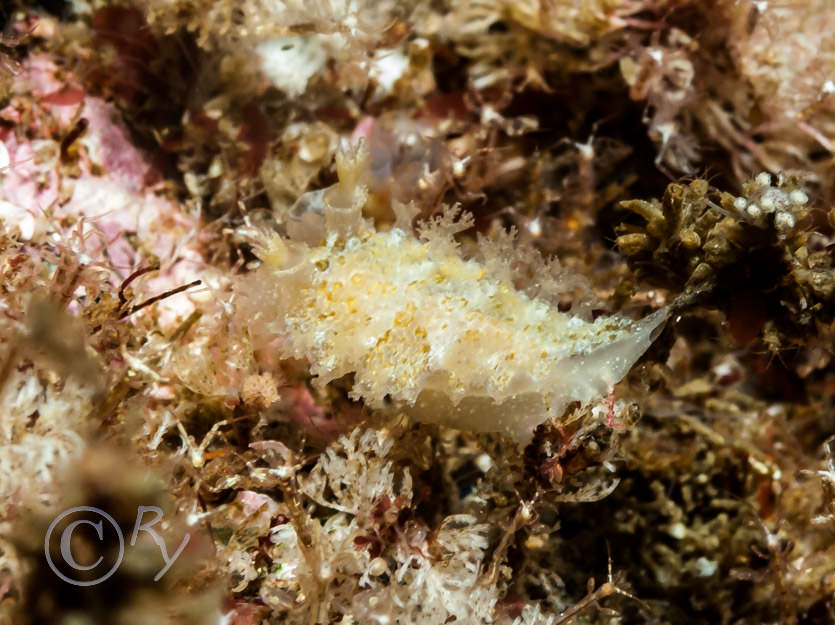 Tritonia hombergii -- dead mens finger sea slug